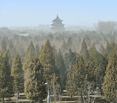 北京圆柏花粉“似扬沙”！是真的吗？